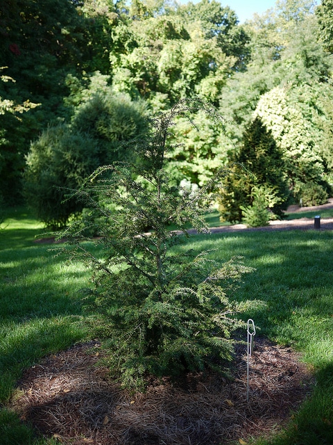 Tsuga chinensis
