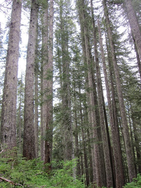 Tsuga heterophylla (Tsuga heterophylla)