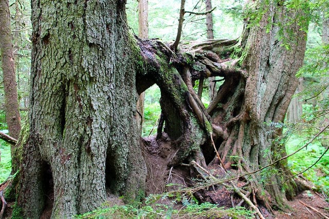 Tsuga heterophylla