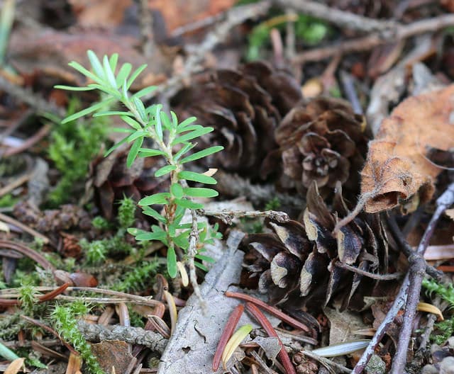 Tsuga heterophylla