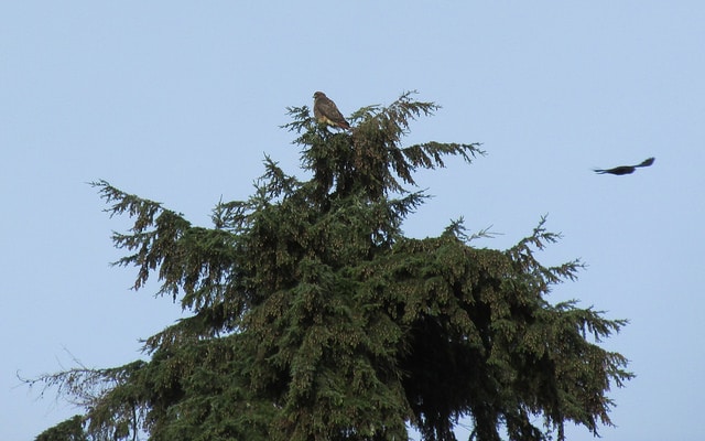 Tsuga heterophylla