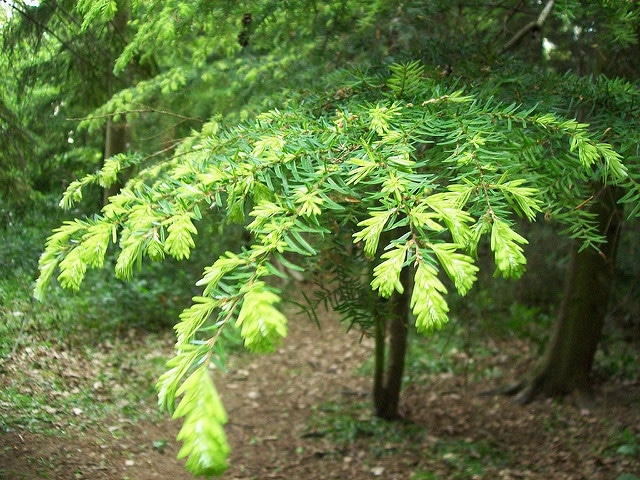 Tsuga heterophylla