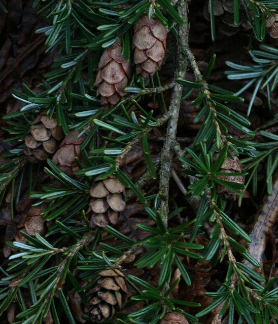 Tsuga heterophylla