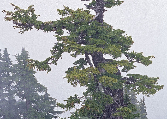 Pruche subalpine