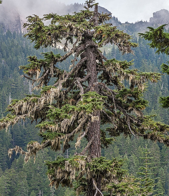 Pruche subalpine