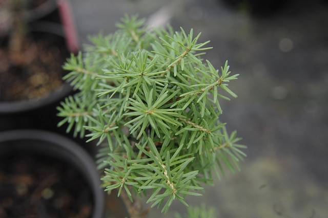 Pruche subalpine
