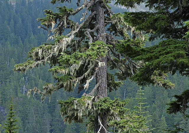 Pruche subalpine