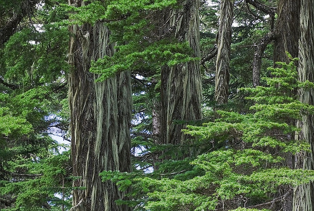 Pruche subalpine