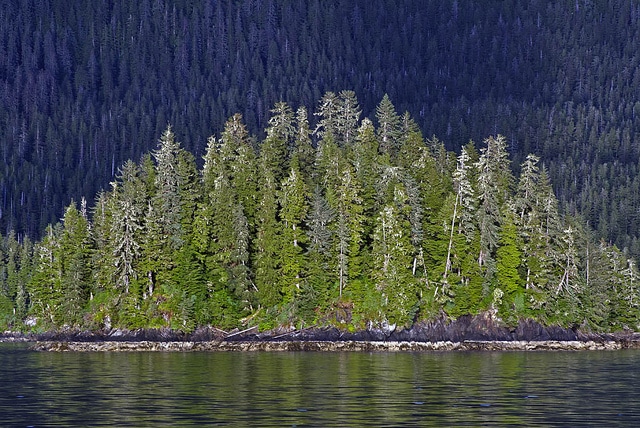 Pruche subalpine (Tsuga mertensiana)