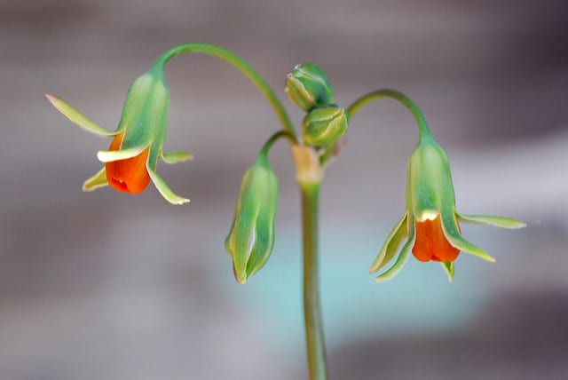 Tulbaghia acutiloba (Tulbaghia acutiloba)