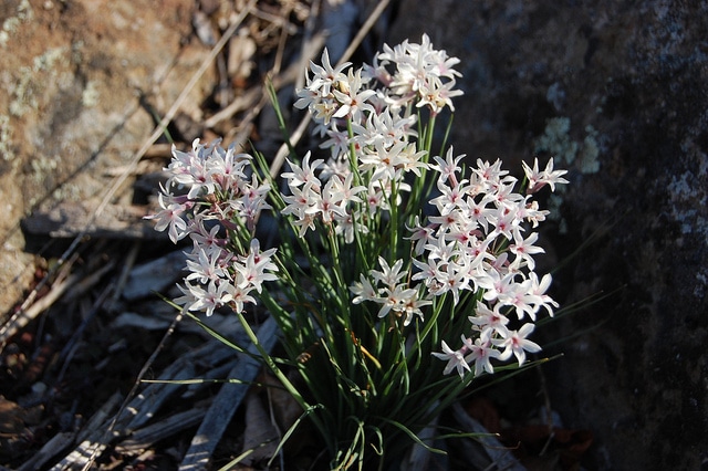 Tulbaghia cominsii