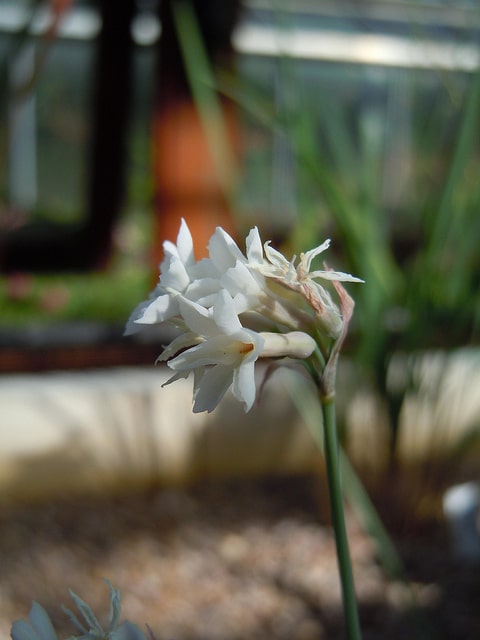 Tulbaghia cominsii