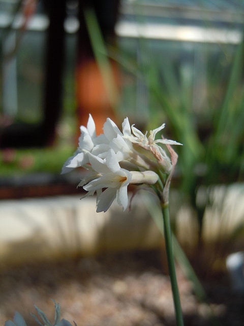 Tulbaghia cominsii