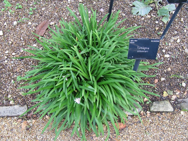 Tulbaghia natalensis (Tulbaghia natalensis)