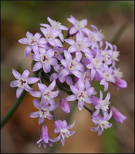 Tulbaghia simmleri (Tulbaghia simmleri)
