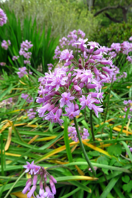 Tulbaghia simmleri