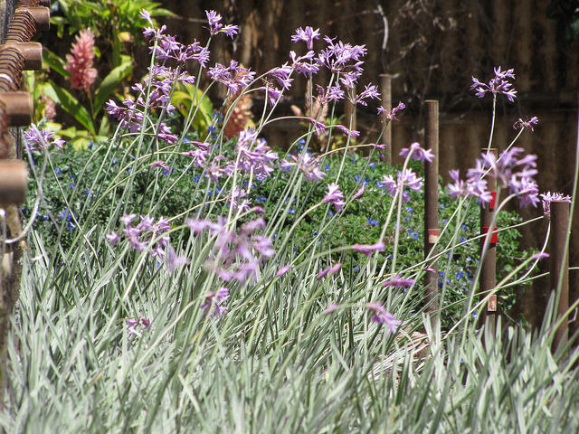 Tulbaghie violette