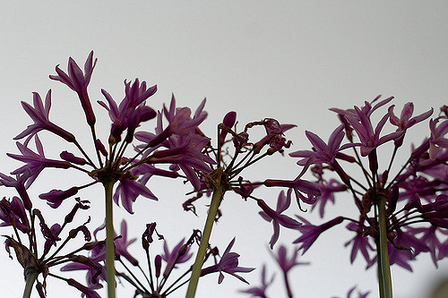 Tulbaghie violette