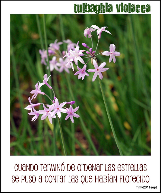 Tulbaghie violette