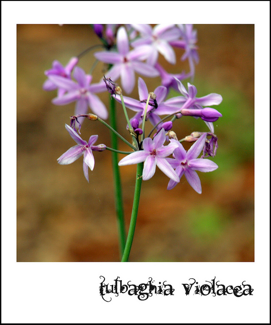Tulbaghie violette