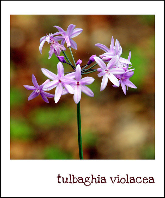 Tulbaghie violette