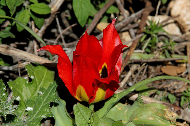 Tulipa agenensis (Tulipa agenensis)