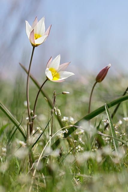Tulipa biflora
