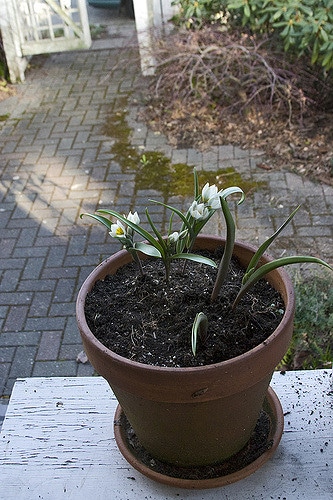 Tulipa biflora