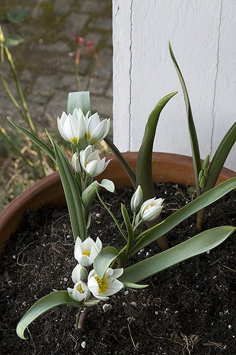 Tulipa biflora