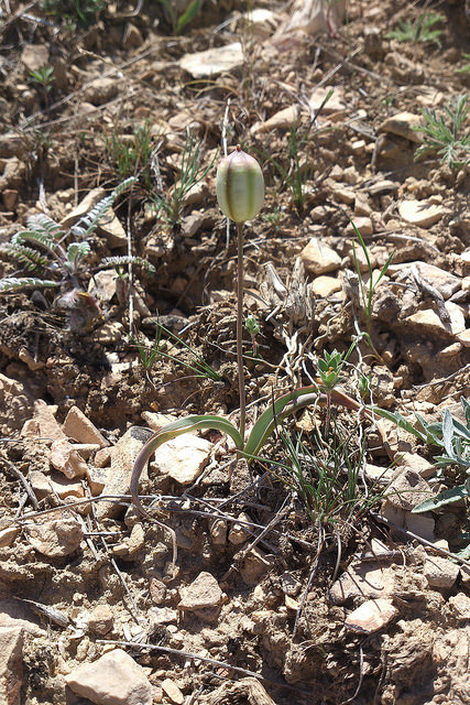 Tulipa biflora