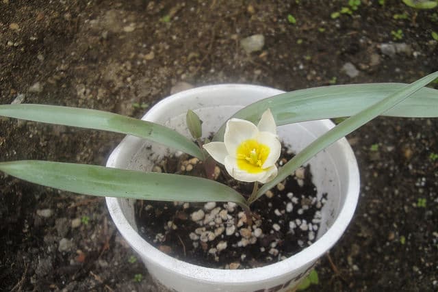 Tulipa biflora