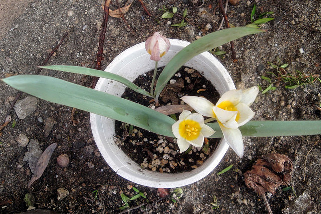 Tulipa biflora (Tulipa biflora)
