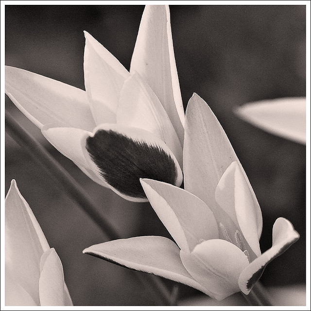 Tulipa clusiana