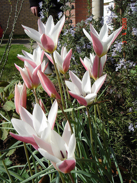 Tulipa clusiana