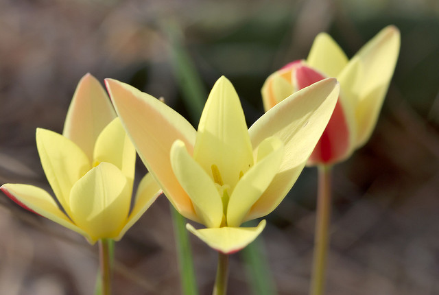 Tulipa clusiana