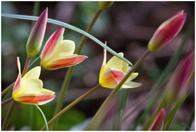 Tulipa clusiana