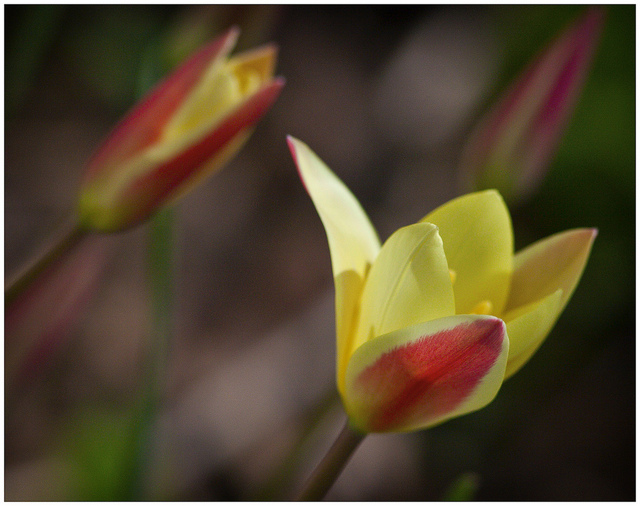 Tulipa clusiana