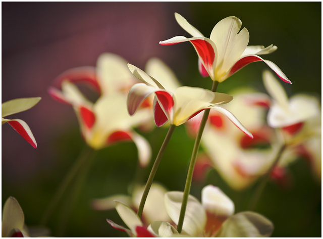 Tulipa clusiana (Tulipa clusiana)
