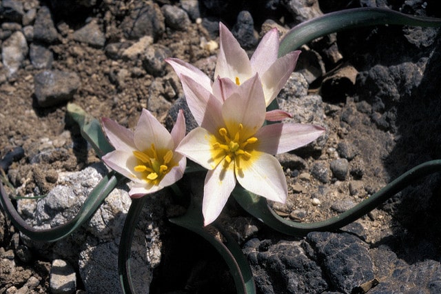 Tulipa cretica