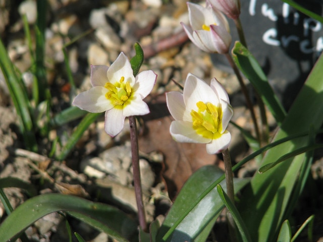 Tulipa cretica