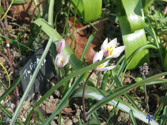 Tulipa cretica (Tulipa cretica)