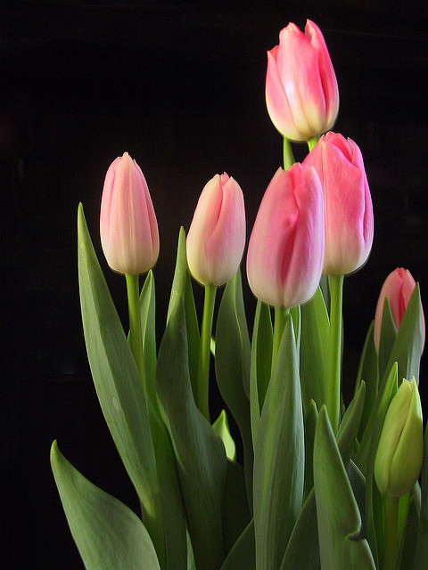 Garden tulip