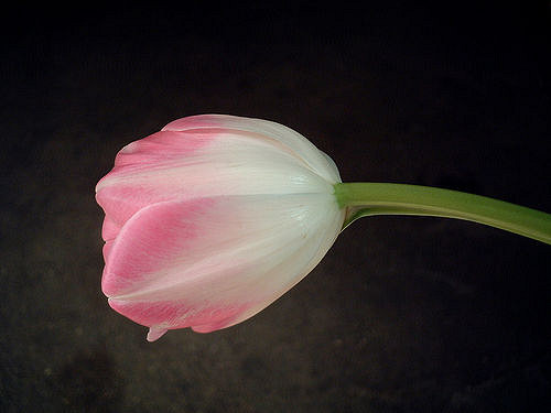 Garden tulip