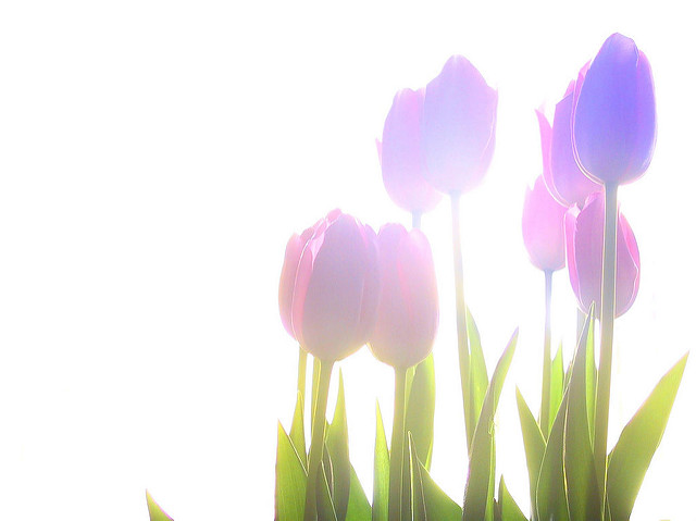Garden tulip