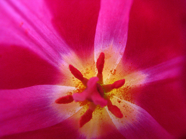 Garden tulip