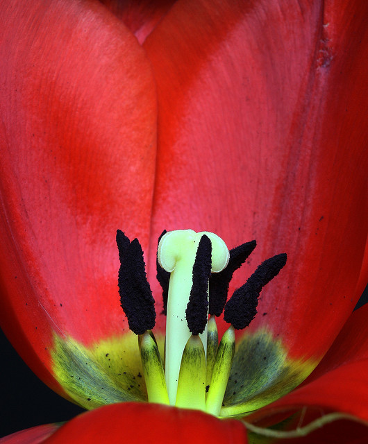 Garden tulip