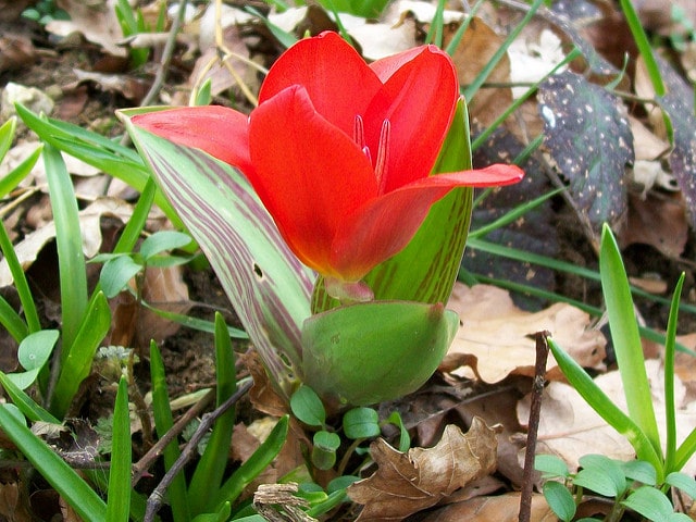 Tulipa greigii