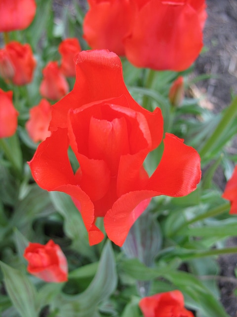 Tulipa greigii
