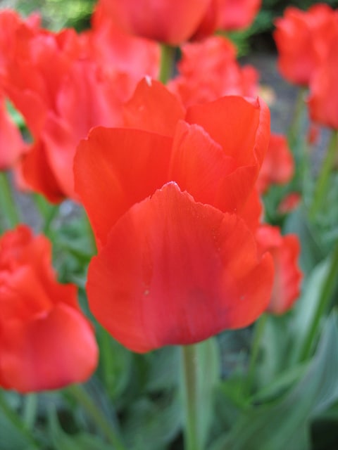 Tulipa greigii