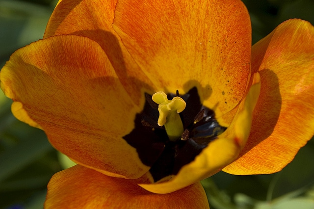 Tulipa greigii